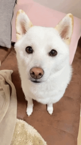 cuteanimalland giphyupload GIF