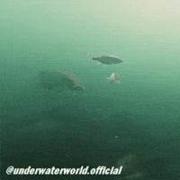 Fish Fishing GIF