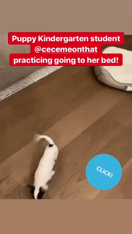 puppies sftd GIF by SchoolForTheDogs