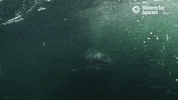 great white shark ocean GIF by Monterey Bay Aquarium
