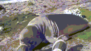 seal hill GIF