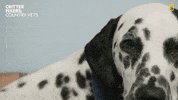 National Geographic Vet GIF by Nat Geo Wild