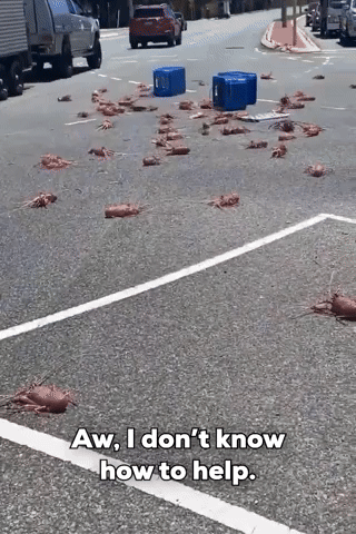 Spilled Truckload of Crayfish Stops Traffic