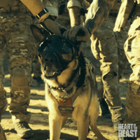 Paramount Pictures Petting A Dog GIF by Heart of the Beast