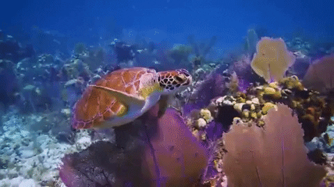 Sea Turtle GIF by Oceana
