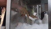 ShambhalaMusicFestival snacks ice cream cone shambhala GIF