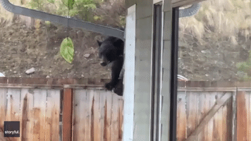 Montana Resident Bowled Over as Bear Balances on Backyard Fence