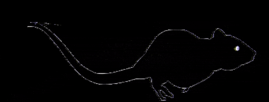 MVB_Producciones giphygifmaker webs lab rat GIF