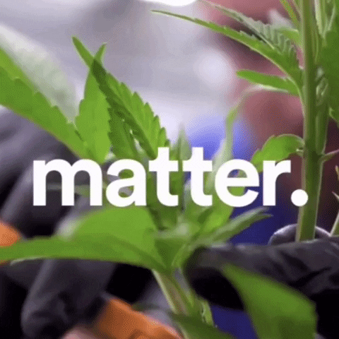Weed Grow GIF by PharmaCann