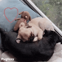 Love You Pug GIF