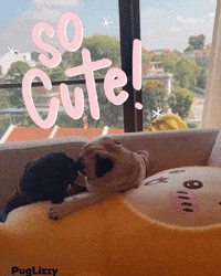 Love You Cute Pug GIF