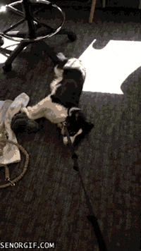 lazy dogs GIF by Cheezburger