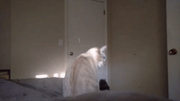 Cat Gets Repeatedly Interrupted When Trying to Yawn