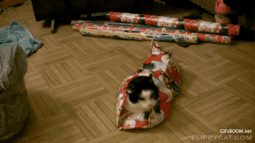 how to wrap your cat for christmas GIF