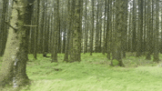 vrammsthevale  GIF
