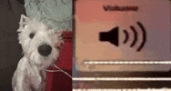 Sad Dog GIF