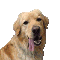 Dog What Sticker