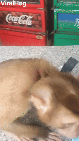 Little Monkey Asks For Money to Get Some Milk