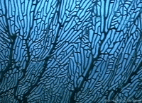 Marine Biology GIF