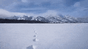 wyoming GIF