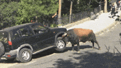 mess bull GIF