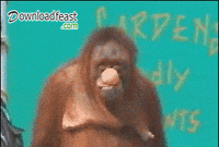 monkey lol GIF