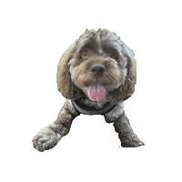 Animated Sticker