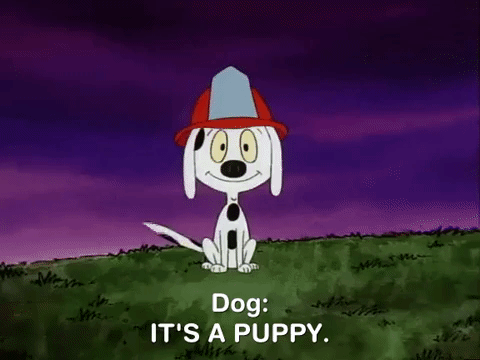 nicksplat GIF