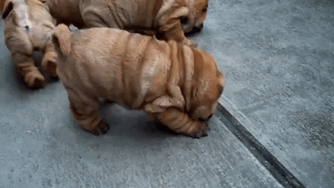 puppies Wrinkle GIF
