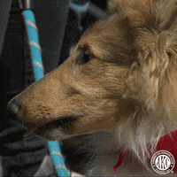 Happy Dogs GIF by American Kennel Club