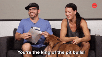 The King Of Pit Bulls