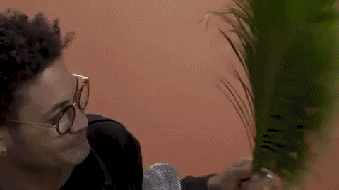 bryce vine tree GIF by Fuse