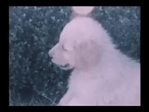 Ford Dogs GIF by US National Archives