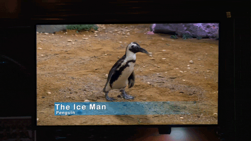 the odd couple penguin GIF by CBS