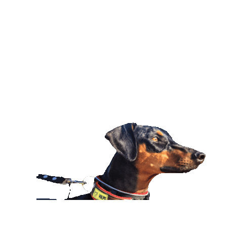 Dogs Kira Sticker by VOLPS