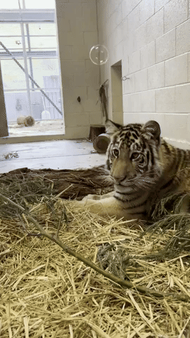 Oakland Zoo's Rescued Tiger Cub Transfixed by Bubbles