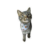 Super Cat Comics Sticker by Geekster Pets