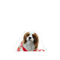 Cavalierkingcharlesspaniel Sticker