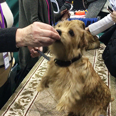 dog show dogs GIF by Westminster Kennel Club