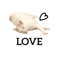 Cat Love Sticker