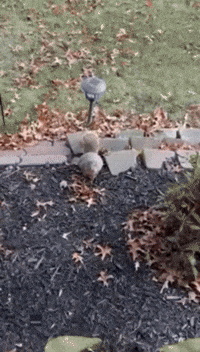 'Fat and Happy' Squirrel Goes Viral After Visiting Home