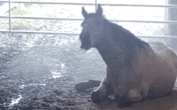 horse lol GIF by Nebraska Humane Society
