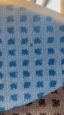Bedbug Seen on Paris Commuter Train Amid Growing Concerns Over Spread of Pest