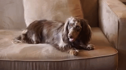 Dogs Pets GIF by bautifulbox
