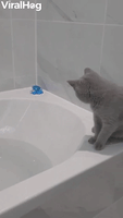 Lilah the Cat Falling in the Bath