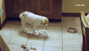 viceland GIF by TWIZ & TUCK