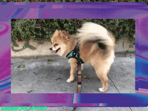 Happy Dog GIF by Super Chill Paws