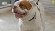 Happy Dogs GIF by Nat Geo Wild