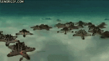 timelapse starfish GIF by Cheezburger