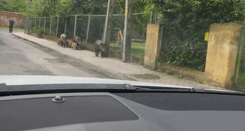 baby road GIF